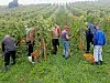 Les vendanges sont terminées, c’est une bonne nouvelle pour tous les vignerons.