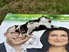 La section locale de déi gréng se dit scandalisée après avoir découvert un chat mort déposé sur un panneau électoral renversé. Une plainte a été déposée. (Photos : déi gréng echternach)