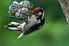 Les moineaux restent parmi les oiseaux les plus observés, mais il y en a de moins en moins. Ici, un pic épeiche qui reprend des forces. (Photos : raymond gloden)
